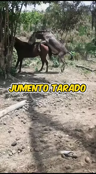 cavalo cruzando jumentos