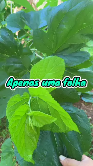 folha de amora para emagrecer:apenas uma folha de ...| Kwai