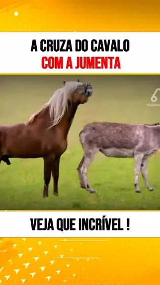 cavalo fudendo na jumenta | Discover