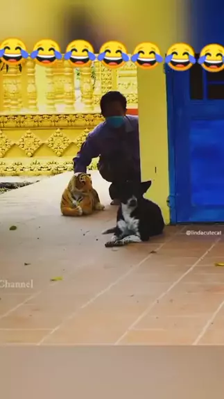 sandwich cutie cat onlyfans