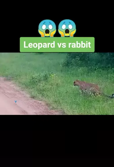 serjarabbit fruit & serjarabbit leopard print| Dis| Kwai