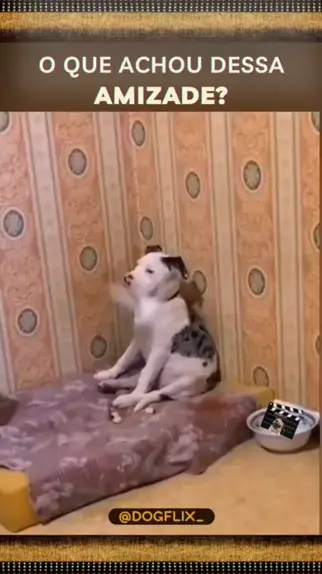 teen dog zoo | Discover