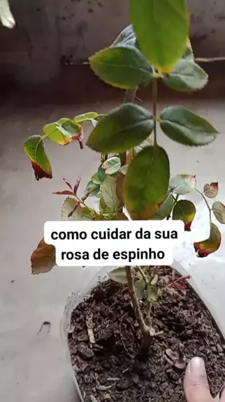 espinho cheiroso para que serve